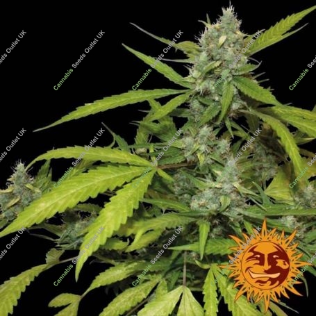 Sweet Tooth Auto Feminized Marijuana Strain by Barneys Farm For Sale Online at Cannabis Seeds Outlet