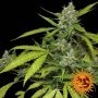 Sweet Tooth Auto Feminized Marijuana Strain by Barneys Farm For Sale Online at Cannabis Seeds Outlet