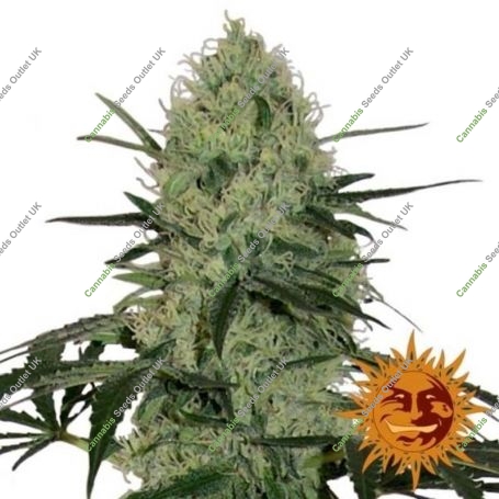 Tangerine Dream Auto Feminized Marijuana Strain by Barneys Farm For Sale Online at Cannabis Seeds Outlet
