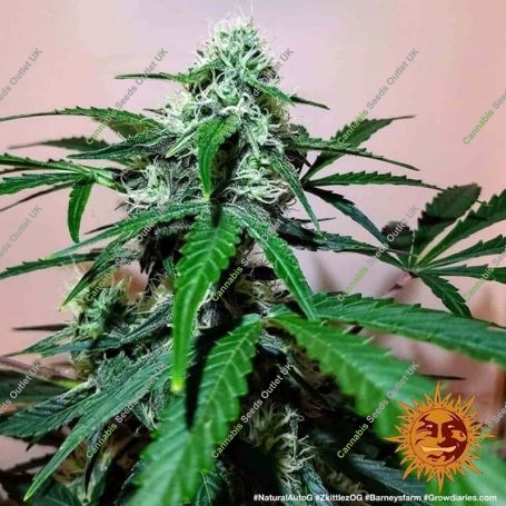 Zkittlez OG Auto Feminized Marijuana Strain by Barneys Farm For Sale Online at Cannabis Seeds Outlet