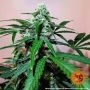 Zkittlez OG Auto Feminized Marijuana Strain by Barneys Farm For Sale Online at Cannabis Seeds Outlet