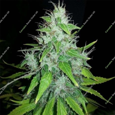 8 Ball Kush Feminized Marijuana Strain by Barneys Farm For Sale Online at Cannabis Seeds Outlet