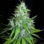8 Ball Kush Feminized Marijuana Strain by Barneys Farm For Sale Online at Cannabis Seeds Outlet