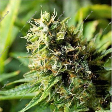 Acapulco Gold Feminized Marijuana Strain by Barneys Farm For Sale Online at Cannabis Seeds Outlet