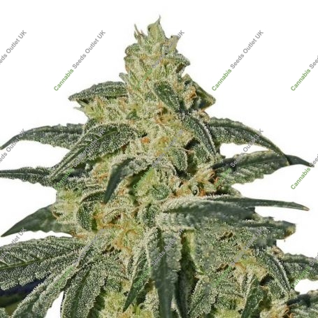Afghan Hash Plant Reg Marijuana Strain by Barneys Farm For Sale Online at Cannabis Seeds Outlet
