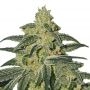 Afghan Hash Plant Reg Marijuana Strain by Barneys Farm For Sale Online at Cannabis Seeds Outlet