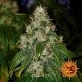 Amnesia Lemon Feminized Marijuana Strain by Barneys Farm For Sale Online at Cannabis Seeds Outlet