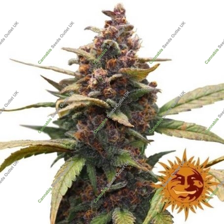 Ayahuasca Purple Feminized Marijuana Strain by Barneys Farm For Sale Online at Cannabis Seeds Outlet