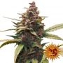 Ayahuasca Purple Feminized Marijuana Strain by Barneys Farm For Sale Online at Cannabis Seeds Outlet