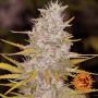 Bad Azz Kush Female Barneys Farm Cannabis Seeds