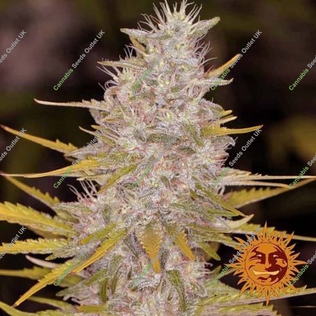 Bad Azz Kush Feminized Marijuana Strain by Barneys Farm For Sale Online at Cannabis Seeds Outlet