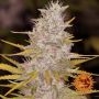 Bad Azz Kush Feminized Marijuana Strain by Barneys Farm For Sale Online at Cannabis Seeds Outlet