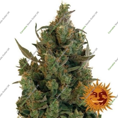 Blueberry Cheese Feminized Marijuana Strain by Barneys Farm For Sale Online at Cannabis Seeds Outlet