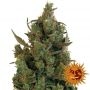 Blueberry Cheese Feminized Marijuana Strain by Barneys Farm For Sale Online at Cannabis Seeds Outlet