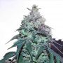 Blue Gelato 41 Fem Barneys Farm Cannabis Seeds