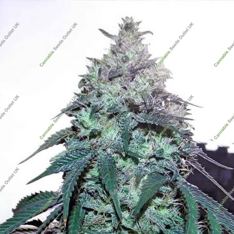 Blue Gelato 41 Feminized Marijuana Strain by Barneys Farm For Sale Online at Cannabis Seeds Outlet