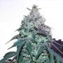 Blue Gelato 41 Feminized Marijuana Strain by Barneys Farm For Sale Online at Cannabis Seeds Outlet