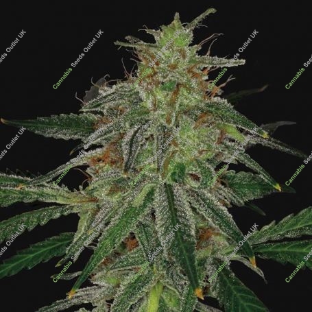 Blue Mammoth Auto Feminized Marijuana Strain by Barneys Farm For Sale Online at Cannabis Seeds Outlet