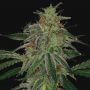 Blue Mammoth Auto Feminized Marijuana Strain by Barneys Farm For Sale Online at Cannabis Seeds Outlet