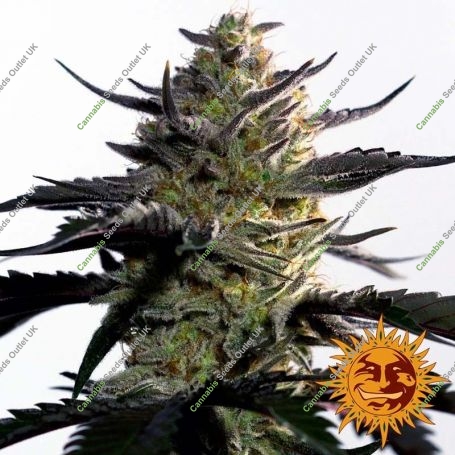 Blueberry OG Feminized Marijuana Strain by Barneys Farm For Sale Online at Cannabis Seeds Outlet