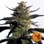 Blueberry OG Feminized Marijuana Strain by Barneys Farm For Sale Online at Cannabis Seeds Outlet