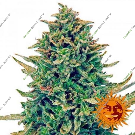 CBD Blue Shark Feminized Marijuana Strain by Barneys Farm For Sale Online at Cannabis Seeds Outlet