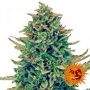 CBD Blue Shark Feminized Marijuana Strain by Barneys Farm For Sale Online at Cannabis Seeds Outlet