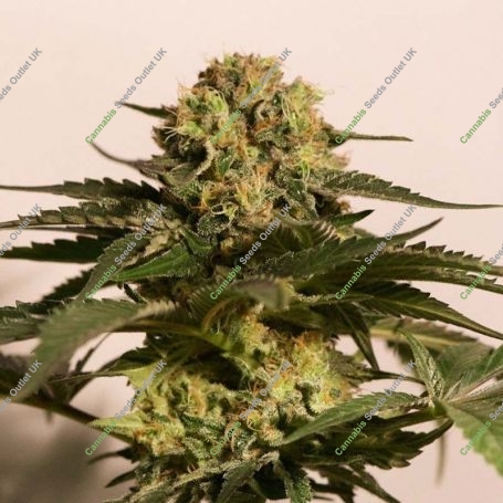 CBD Critical Cure Feminized Marijuana Strain by Barneys Farm For Sale Online at Cannabis Seeds Outlet