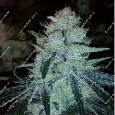Chronic Thunder Feminized Marijuana Strain by Barneys Farm For Sale Online at Cannabis Seeds Outlet