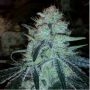 Chronic Thunder Feminized Marijuana Strain by Barneys Farm For Sale Online at Cannabis Seeds Outlet