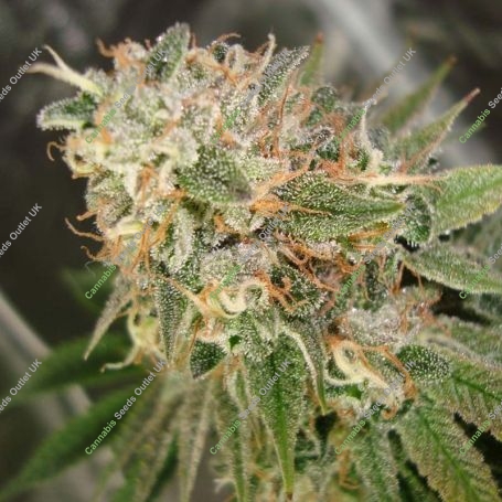 Cookies Kush Feminized Marijuana Strain by Barneys Farm For Sale Online at Cannabis Seeds Outlet