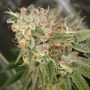 Cookies Kush Feminized Marijuana Strain by Barneys Farm For Sale Online at Cannabis Seeds Outlet