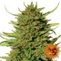 Critical Kush Regular Marijuana Strain by Barneys Farm For Sale Online at Cannabis Seeds Outlet