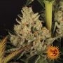 Do Si Dos No.33 Feminized Marijuana Strain by Barneys Farm For Sale Online at Cannabis Seeds Outlet