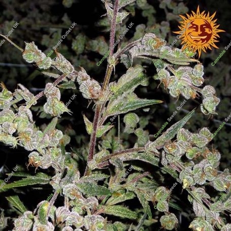 Dr. Grinspoon Feminized Marijuana Strain by Barneys Farm For Sale Online at Cannabis Seeds Outlet