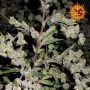 Dr. Grinspoon Feminized Marijuana Strain by Barneys Farm For Sale Online at Cannabis Seeds Outlet
