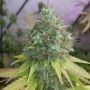 G13 Haze Regular Marijuana Strain by Barneys Farm For Sale Online at Cannabis Seeds Outlet