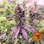 Glookies Feminized Marijuana Strain by Barneys Farm For Sale Online at Cannabis Seeds Outlet