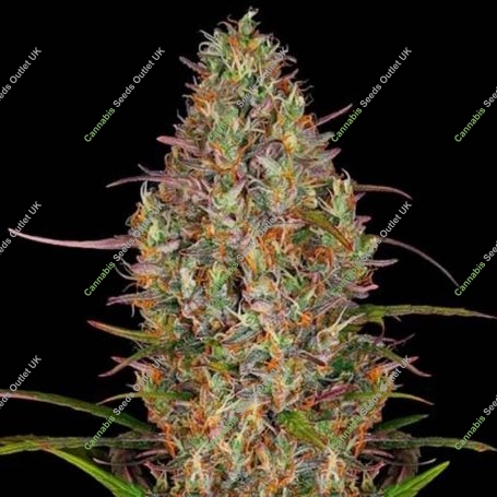Glue Gelato Auto Feminized Marijuana Strain by Barneys Farm For Sale Online at Cannabis Seeds Outlet