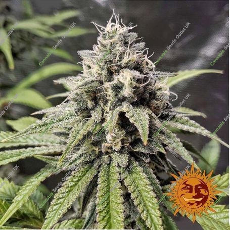 Gorilla Zkittlez Feminized Marijuana Strain by Barneys Farm For Sale Online at Cannabis Seeds Outlet