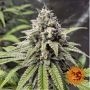 Gorilla Zkittlez Feminized Marijuana Strain by Barneys Farm For Sale Online at Cannabis Seeds Outlet