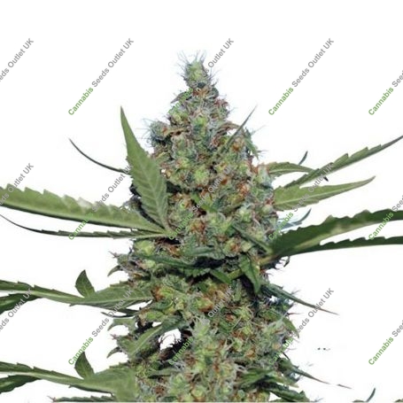 Laughing Buddha Feminized Marijuana Strain by Barneys Farm For Sale Online at Cannabis Seeds Outlet