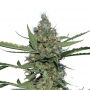 Laughing Buddha Feminized Marijuana Strain by Barneys Farm For Sale Online at Cannabis Seeds Outlet