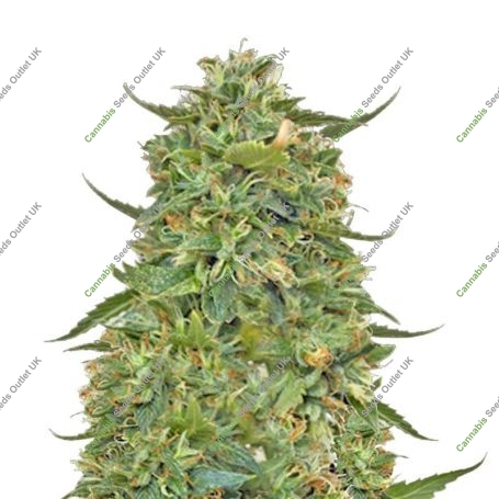 LSD Feminized Marijuana Strain by Barneys Farm For Sale Online at Cannabis Seeds Outlet