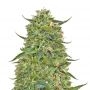 LSD Feminized Marijuana Strain by Barneys Farm For Sale Online at Cannabis Seeds Outlet