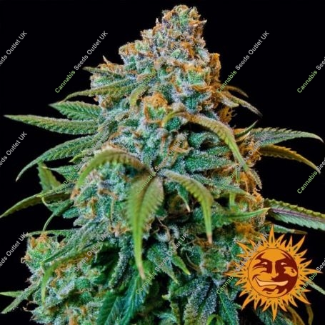 Liberty Haze Feminized Marijuana Strain by Barneys Farm For Sale Online at Cannabis Seeds Outlet
