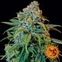 Liberty Haze Feminized Marijuana Strain by Barneys Farm For Sale Online at Cannabis Seeds Outlet