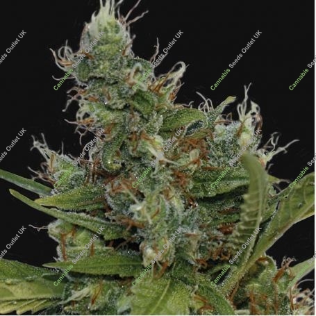 Morning Glory Feminized Marijuana Strain by Barneys Farm For Sale Online at Cannabis Seeds Outlet