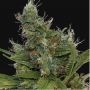 Morning Glory Feminized Marijuana Strain by Barneys Farm For Sale Online at Cannabis Seeds Outlet