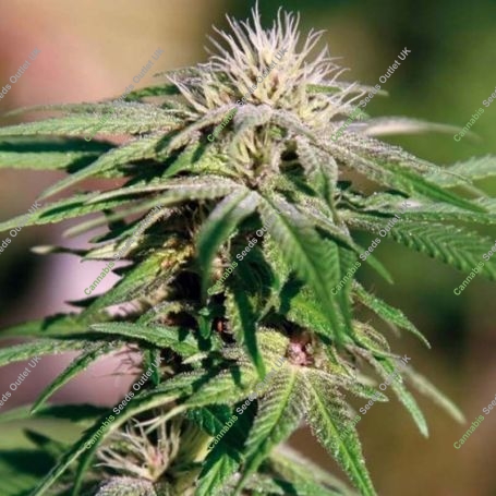 Night Shade Feminized Marijuana Strain by Barneys Farm For Sale Online at Cannabis Seeds Outlet
